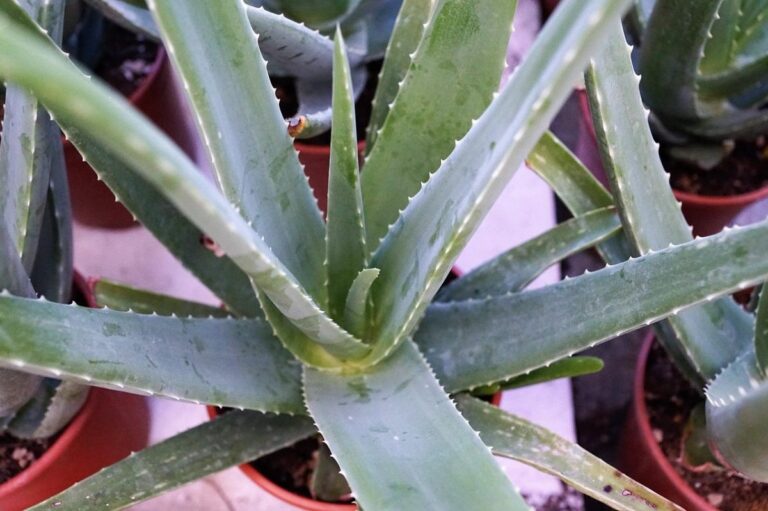 El aloe vera es una suculenta que puede tenerse en interior