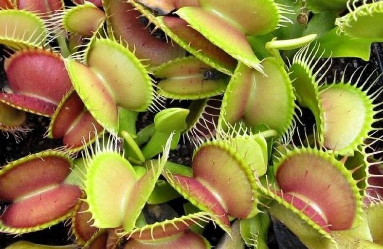 Insectivorous plants - Tips for my garden