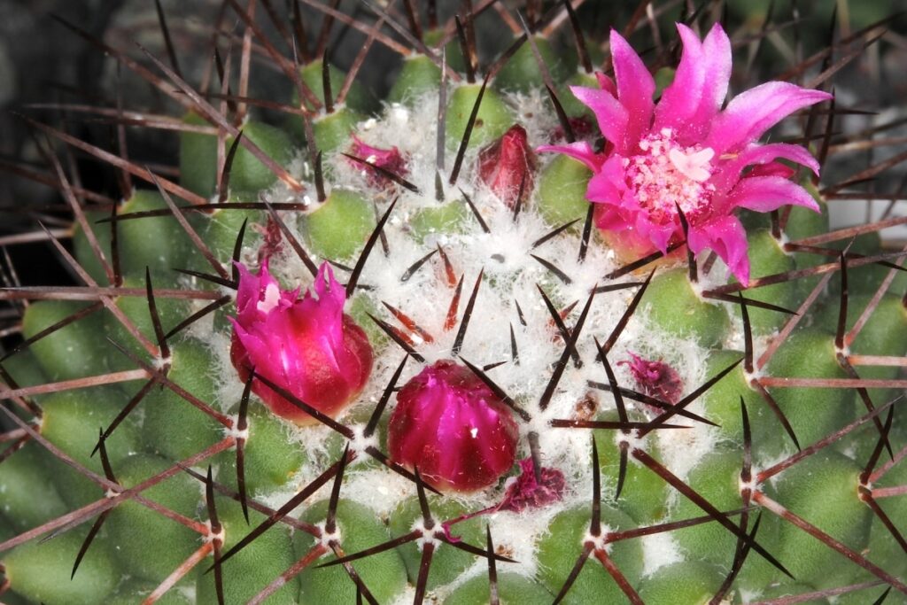 La Mammillaria polythele es un cactus pequeño