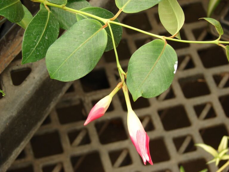 Mandevilla splendens