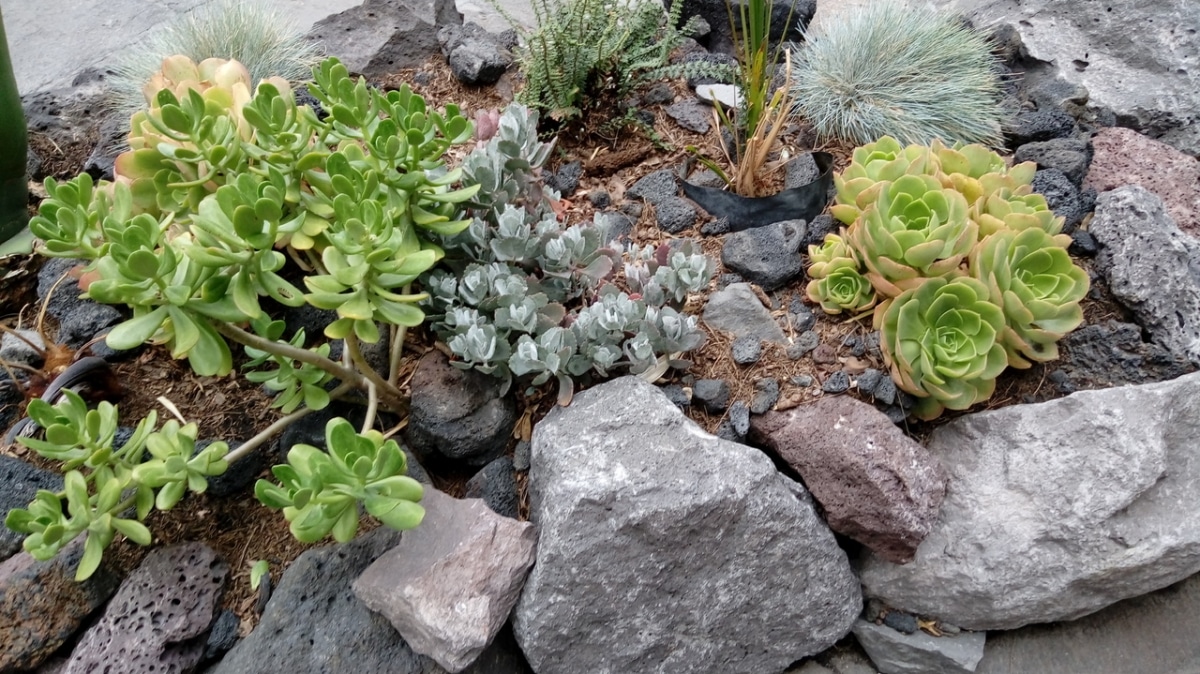 There are many succulents that can be outdoors