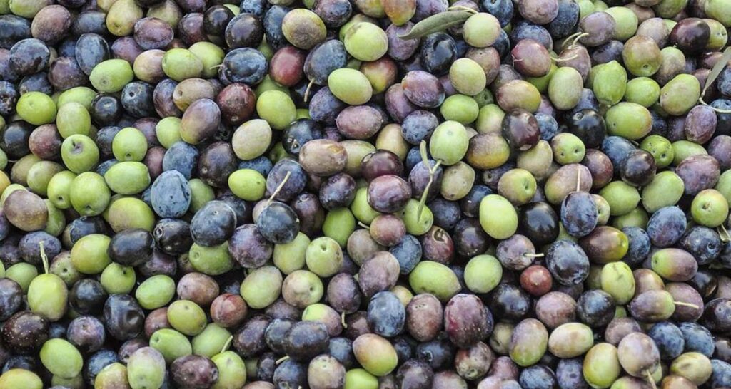 Guía de carencias del olivo