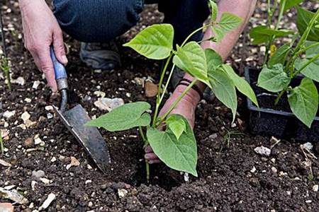 Planting beans: how and when