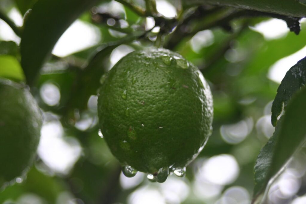 propiedades del limon verde y cascara