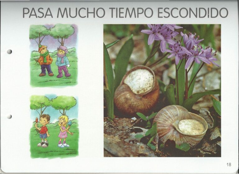 Snail lethargy and awakening