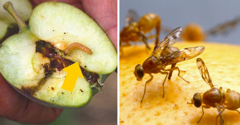 Spinach insects and pests