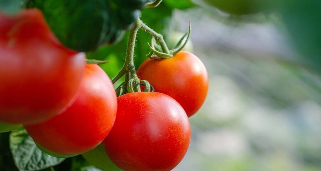 Aplicación de azufre para tomates