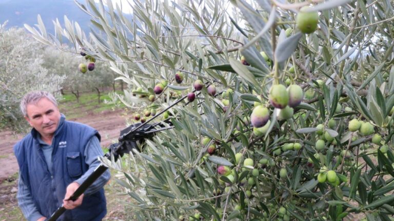 The olive harvest