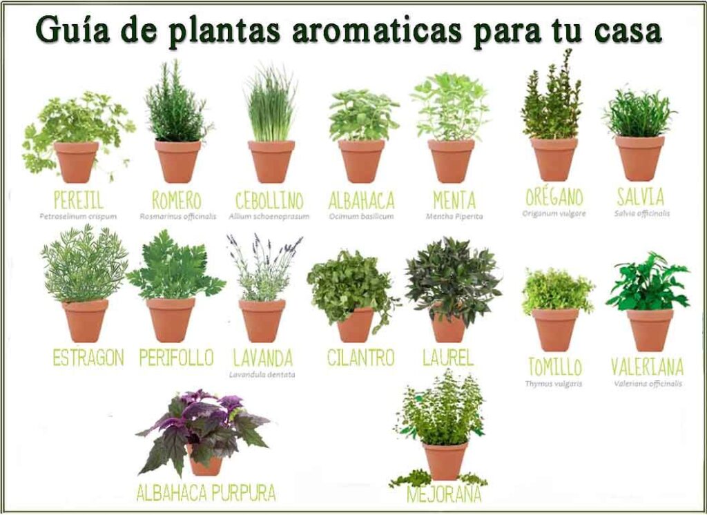 The organic cultivation of Beldì aromatic plants