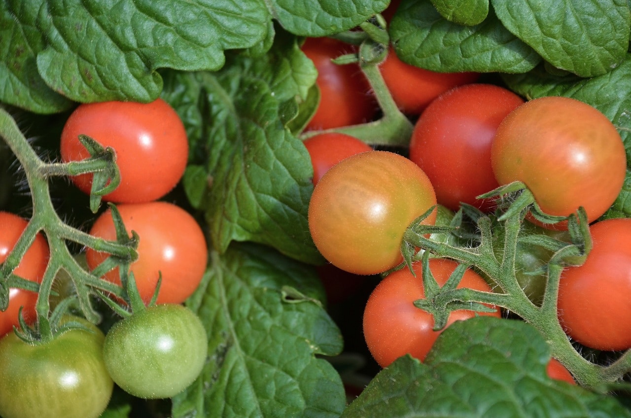 Tomato plants are sensitive to excess moisture