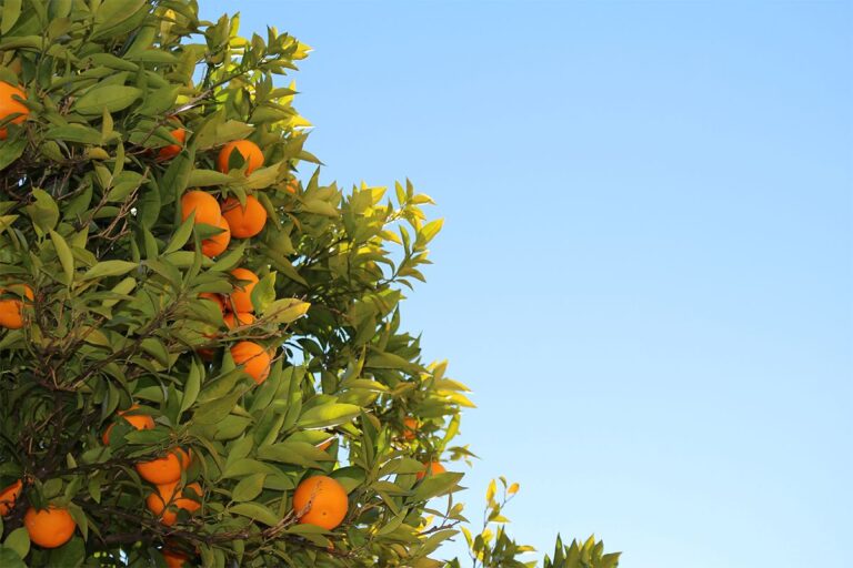 fertilizantes para citricos