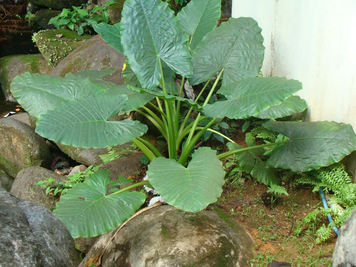 Alocasia is a plant with large green leaves