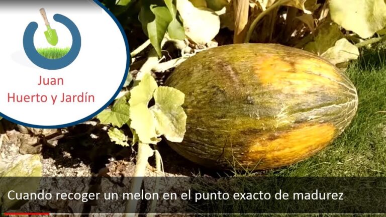 When to pick melon