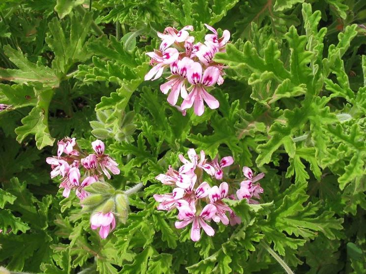 geranium essential oil - Tips for my garden