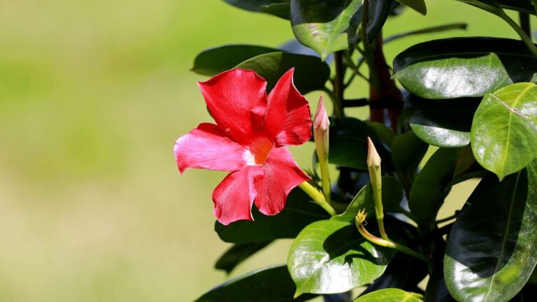 dipladenia colgante