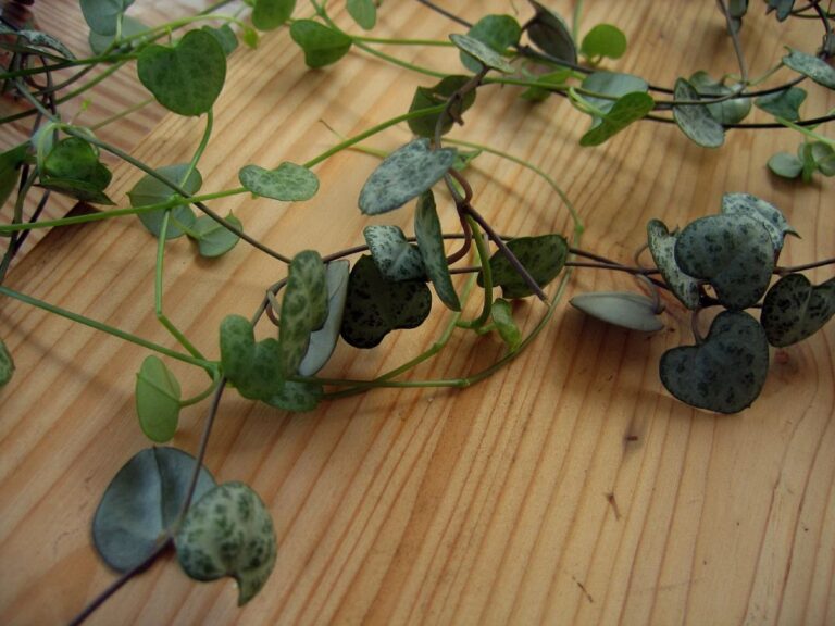 ceropegia plantas pet friendly