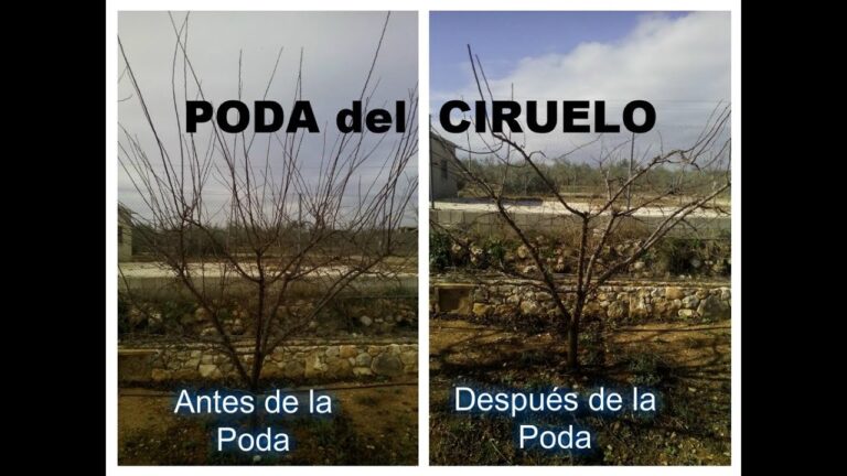 pruning plum trees