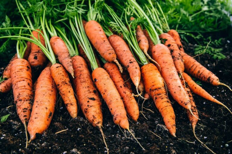 fresh carrots