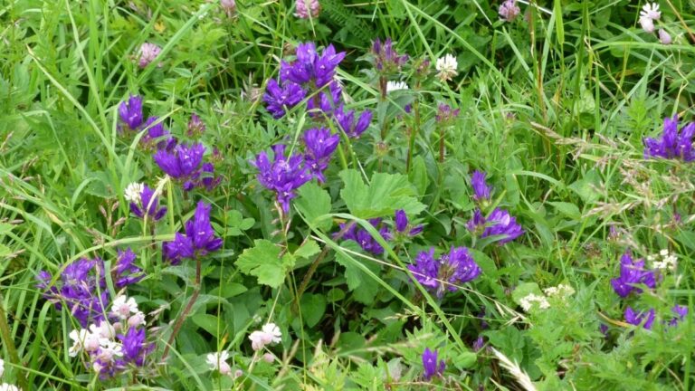 Las plantas silvestres suelen dar alergia