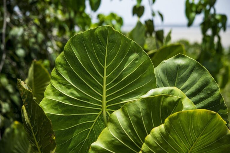 Las colocasias son plantas de hojas grandes