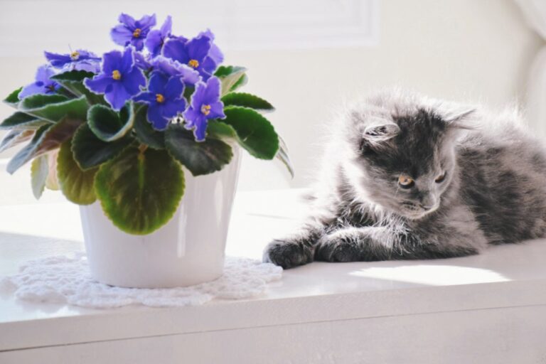 african violet