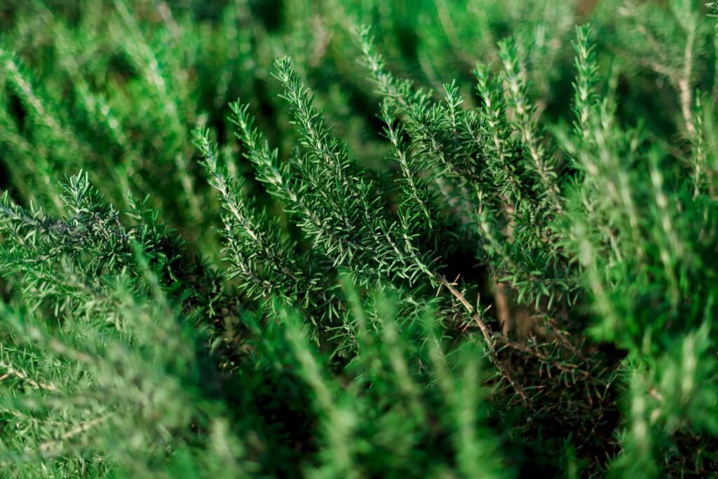 6 Best Plants to Grow With Rosemary