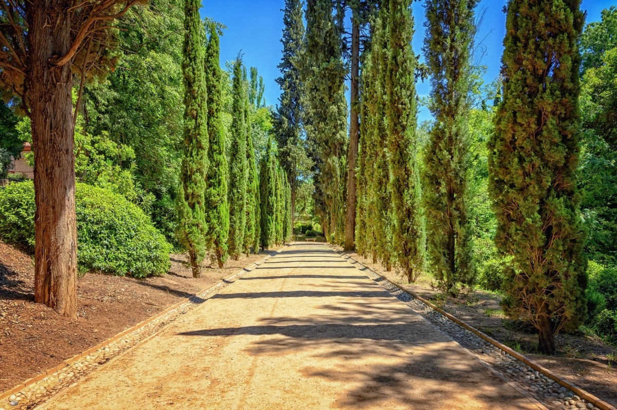 Mediterranean cypress resists sun and frost