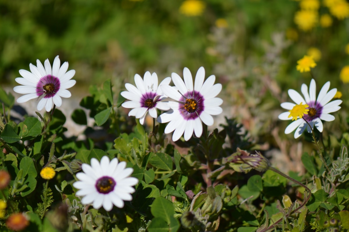 Dimorfoteca pluvialis is a perennial herbaceous plant