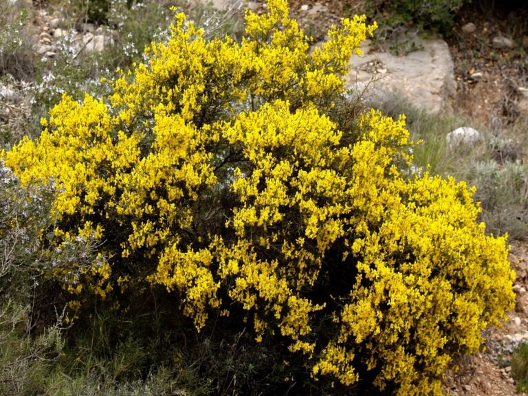 La aulaga es un arbusto de flores amarillas