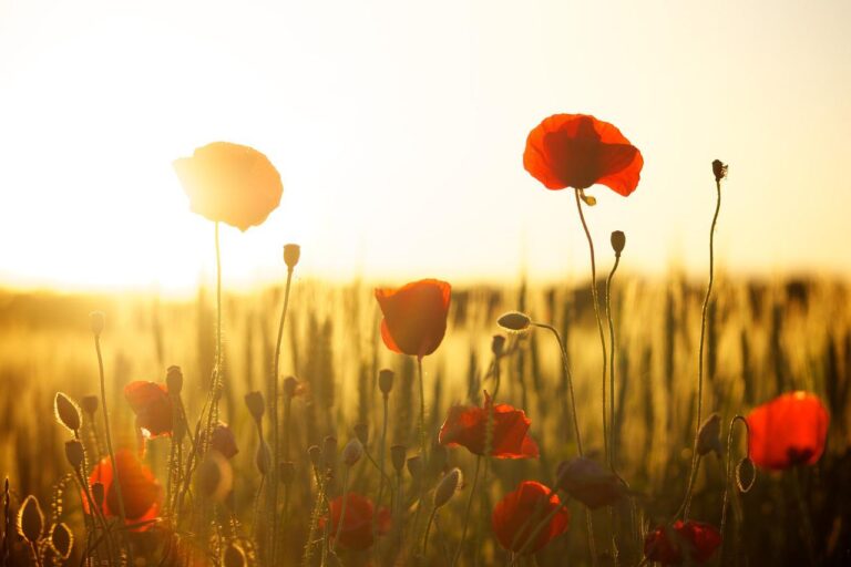El significado de las amapolas var&iacute;a seg&uacute;n su color