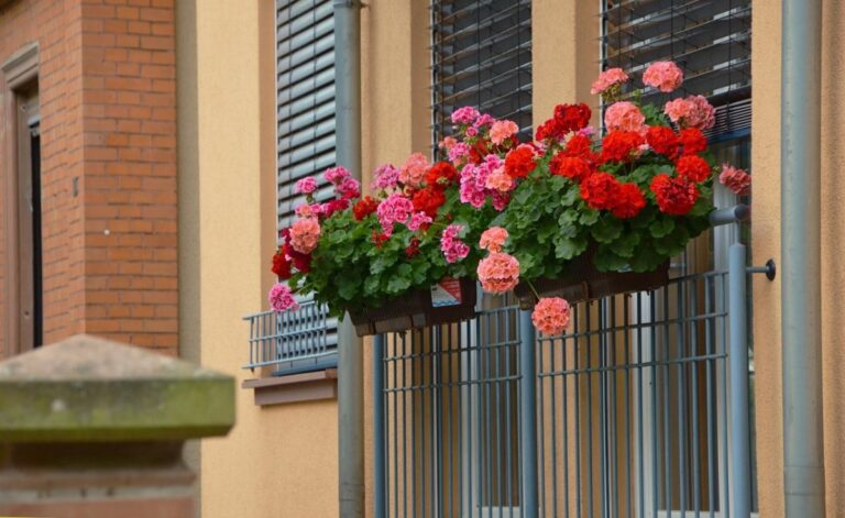 Los geranios son plantas estupendas de balc&oacute;n