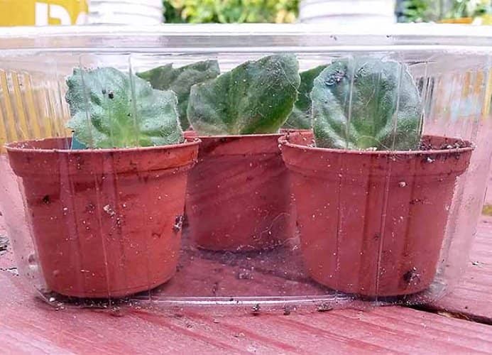 propagate african violet
