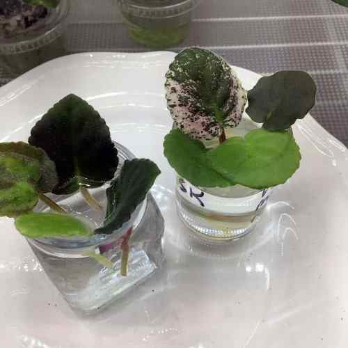 propagate african violet