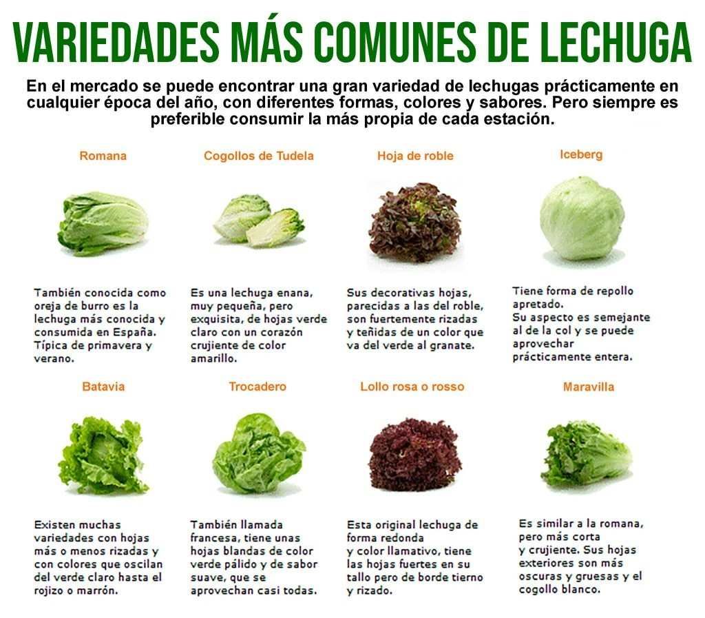 varieties of lettuce