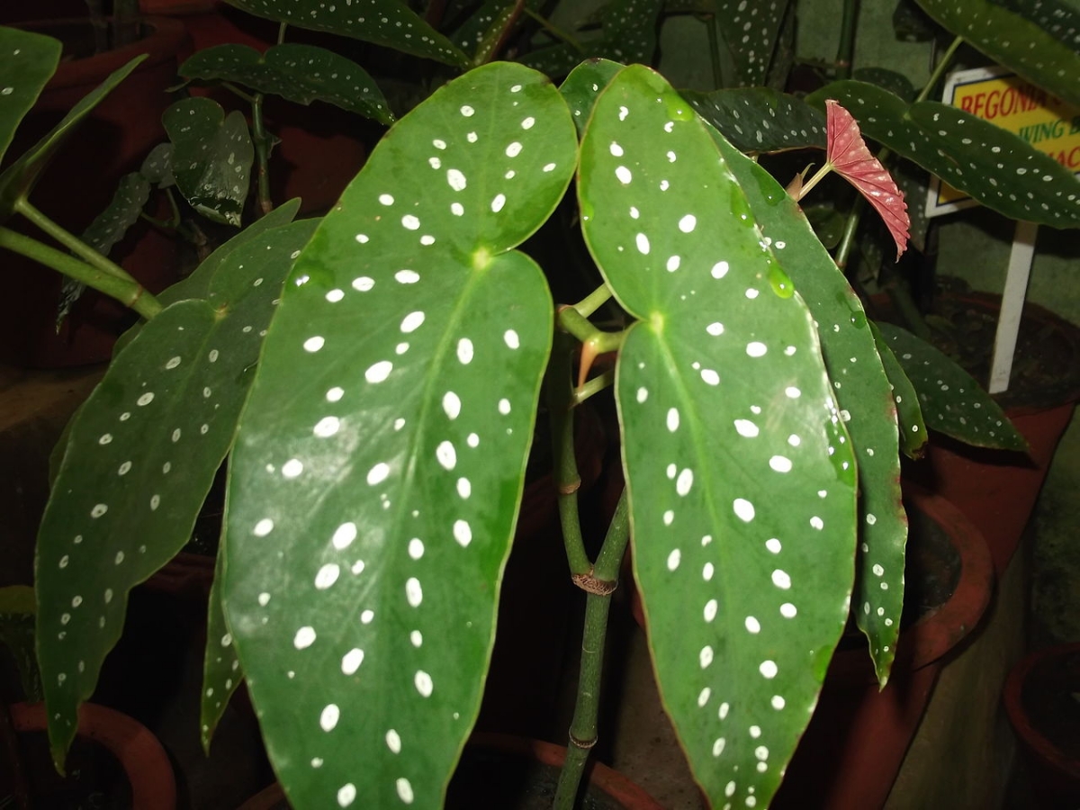 The leaves of Begonia coccinea are elongated