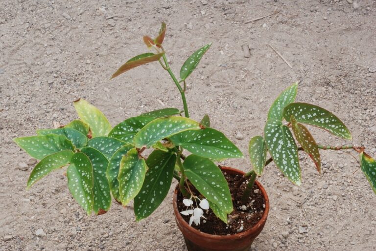 Las begonias arbustivas son altas