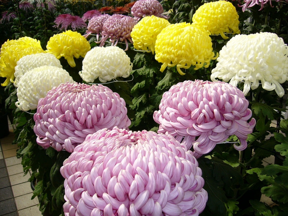Asian chrysanthemums are perennials.