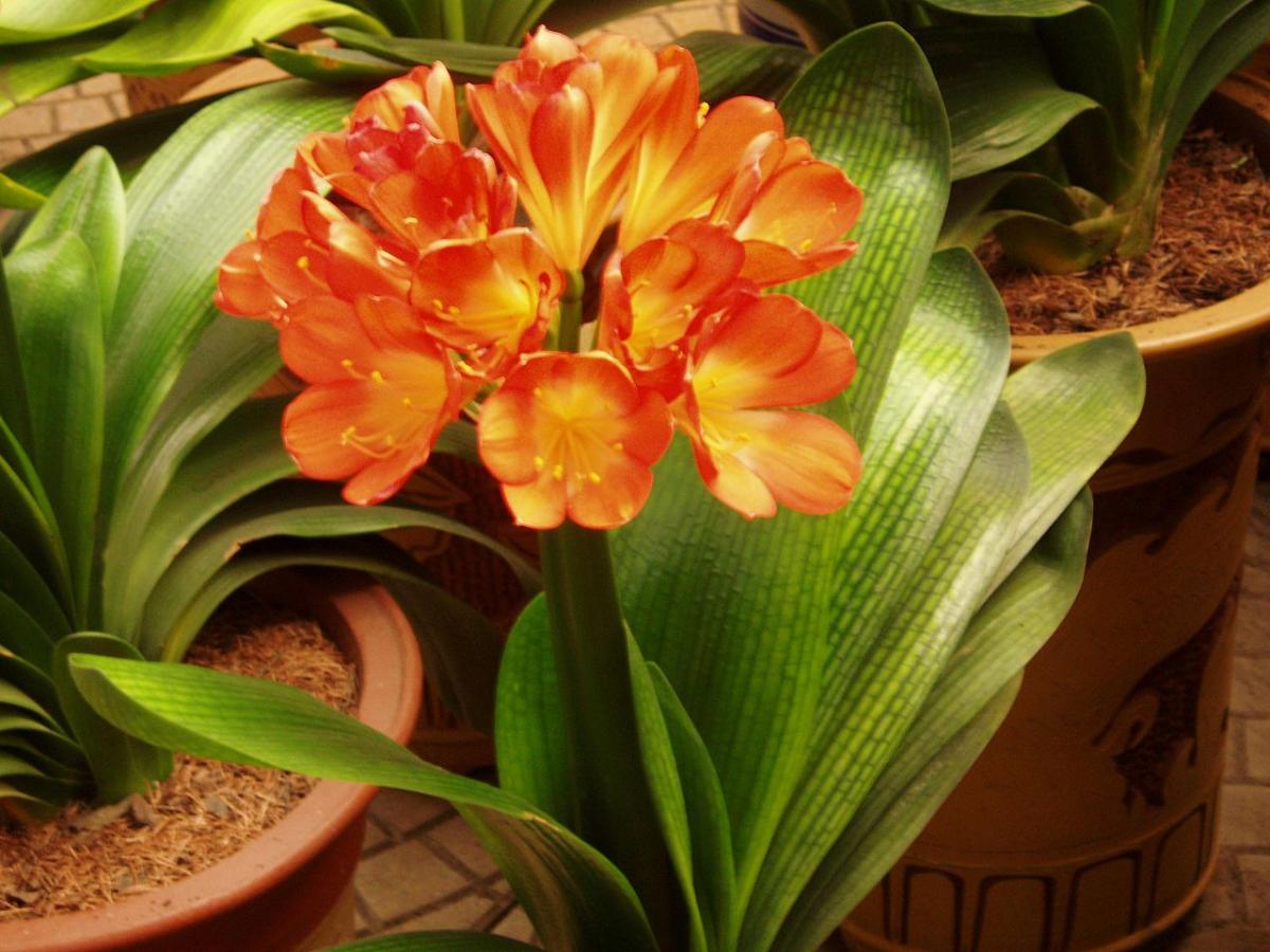 Clivia is an ornamental flowering grass