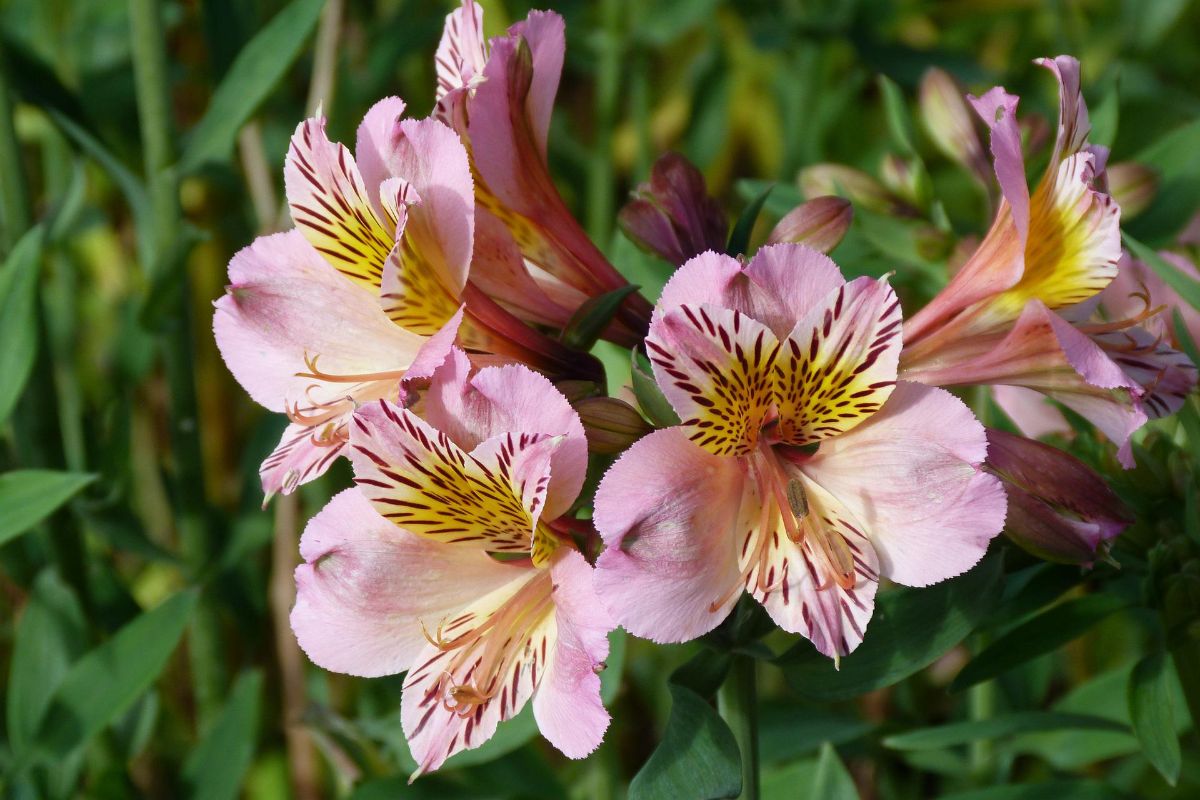 caring for blooming alstroemeria