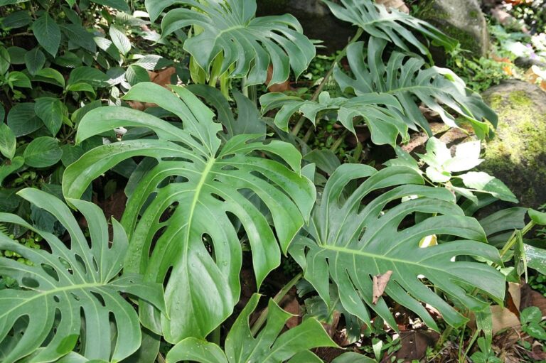 Las monsteras son trepadoras tropicales