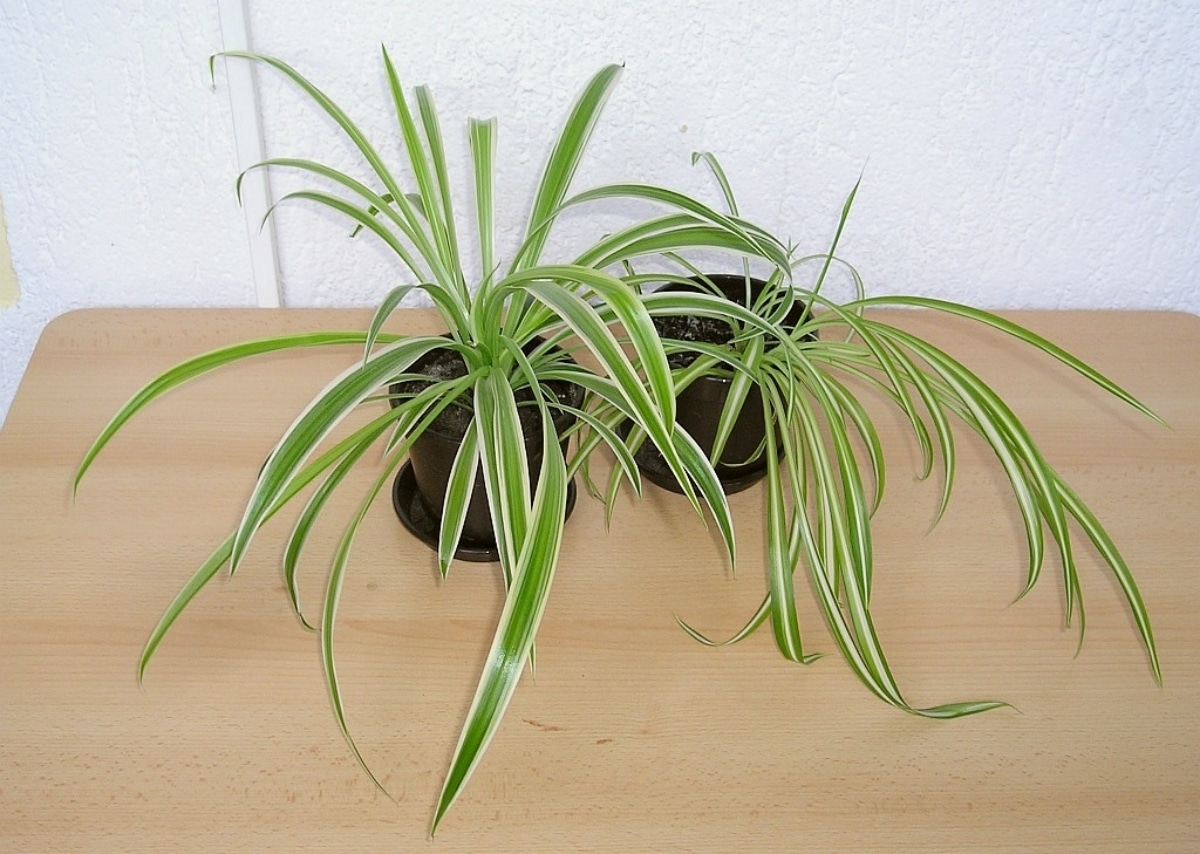 The tapes are plants that do not support the cold