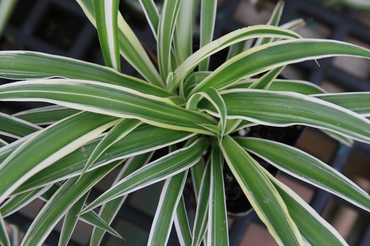 Ribbon is a plant for bedrooms