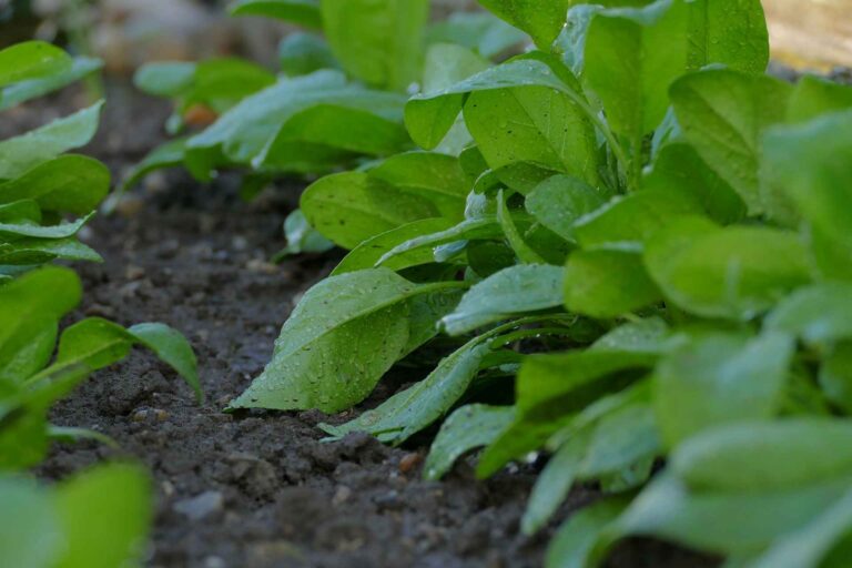 15 Vegetables You Can Cut Multiple Times All Season Long