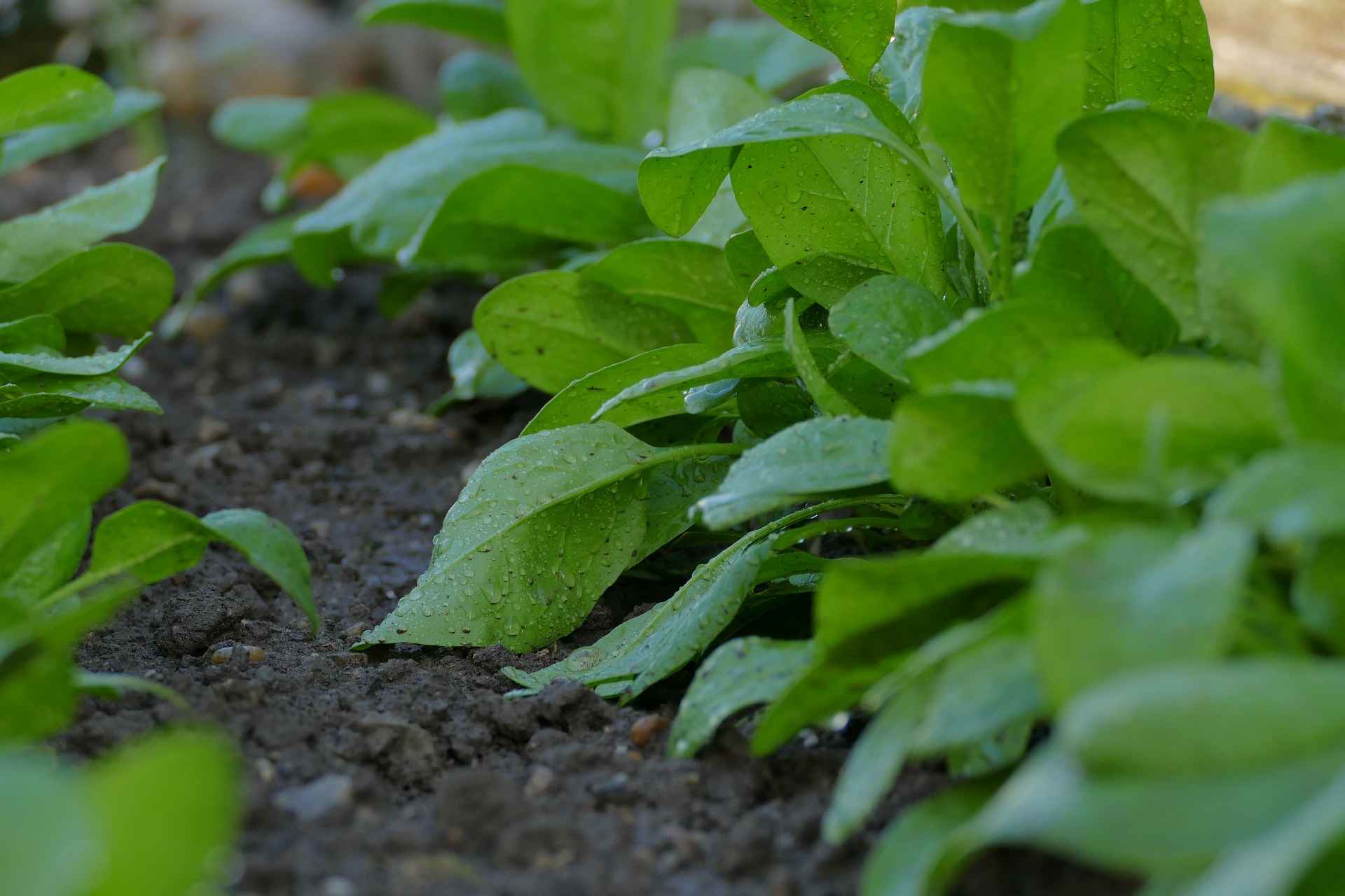burnt leaves excess compost