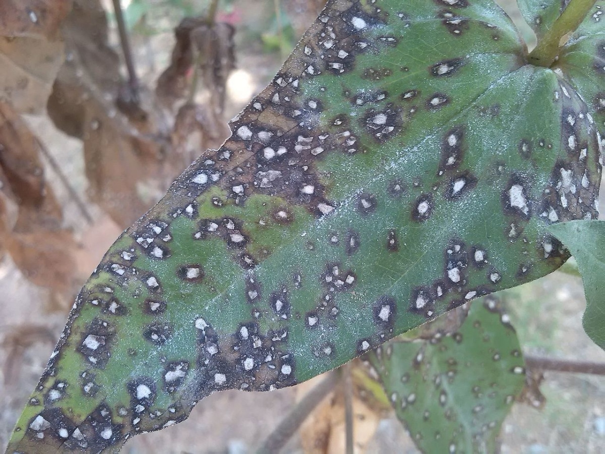 Fungi can damage the trunk of Brazil