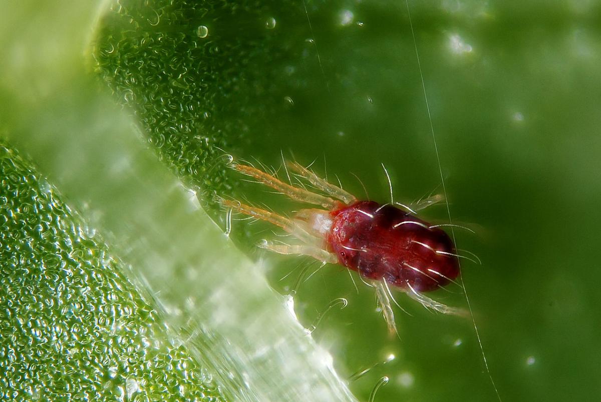The red spider mite is one of the most common pests of ficuses