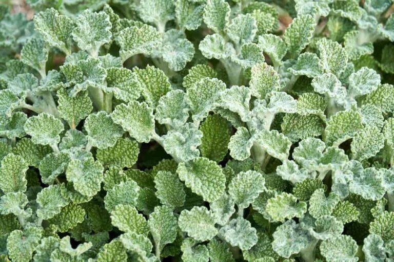 How to grow horehound for food and medicine