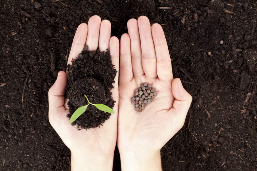 13 tips for starting an organic vegetable garden from seeds