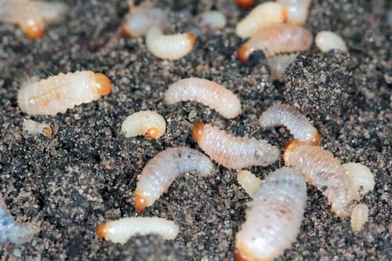 How to Treat Root Weevils and Snout Beetles in the Garden