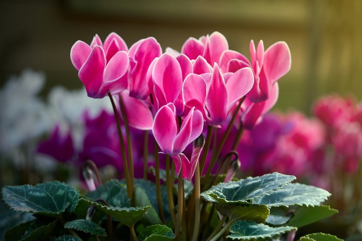 Cyclamen can have yellow leaves if it is watered a lot